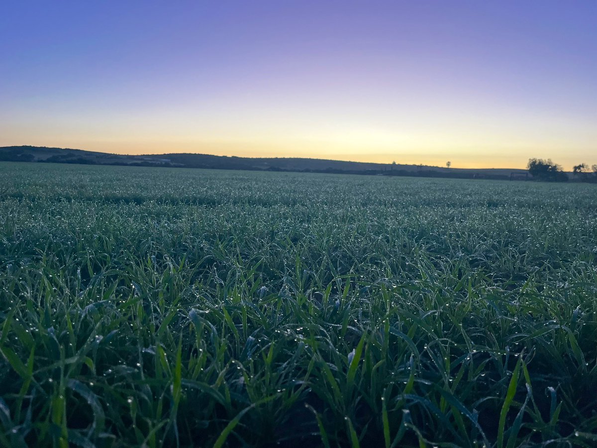 Commercial bulk up of super early spring type IGW6821 starting to look the part with a wet and warm start in Greenough.

Be neat to see where farming systems RnD can take these super quicks.