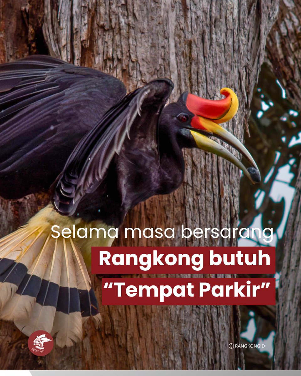 Rangkong Indonesia tweet media