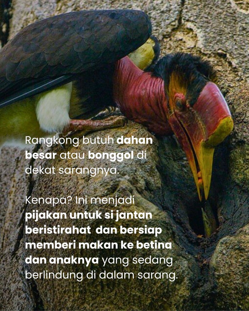 Rangkong Indonesia tweet media