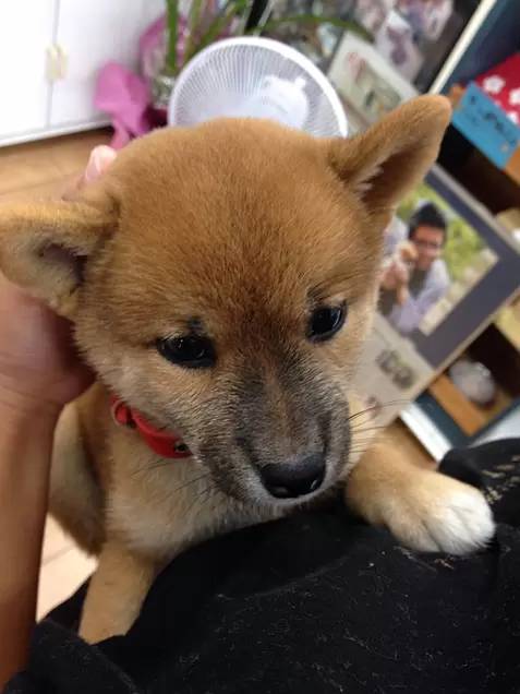 キナコちゃん🐶💖✨ tweet media