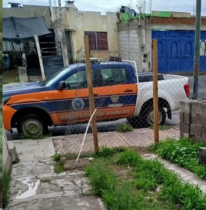 Una buena noticia, hoy  fué rescatado Oso el perrito maltratado en Querétaro, que lo tenían con una cuerda que lo ahorcaba.