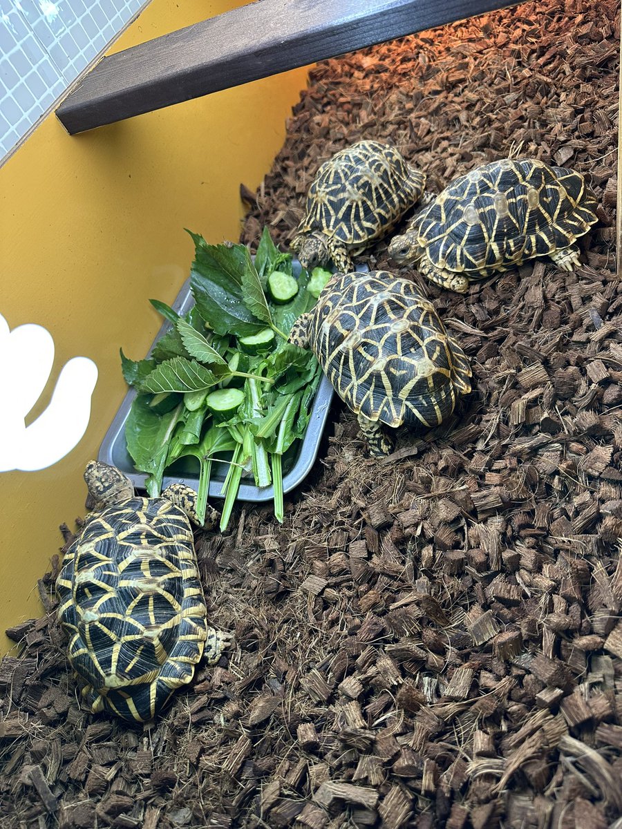 kame.douraku (@m_mitsuhiko0920) on Twitter photo 6/26(木)
インドホシガメ♂4
絶食明け
朝食に
桑の葉
タンポポ
シロツメクサ
オオバコ
etc…
ご飯だぞ〜😂
#リクガメ
#インドホシガメ
#tortoise
#elegans 6/26(木)
インドホシガメ♂4
絶食明け
朝食に
桑の葉
タンポポ
シロツメクサ
オオバコ
etc…
ご飯だぞ〜😂
#リクガメ
#インドホシガメ
#tortoise
#elegans