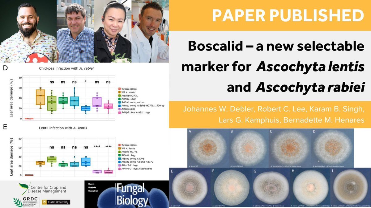 🧬 New tools to tackle Ascochyta blight! 🌱
Johannes Debler &amp; co-authors have developed a new selectable marker to help researchers knock out &amp; reintroduce genes in Ascochyta rabiei &amp; A. lentis 🦠
📖 buff.ly/HssLePF 
<a href="/theGRDC/">GRDC</a> <a href="/CurtinUni/">Curtin University</a>