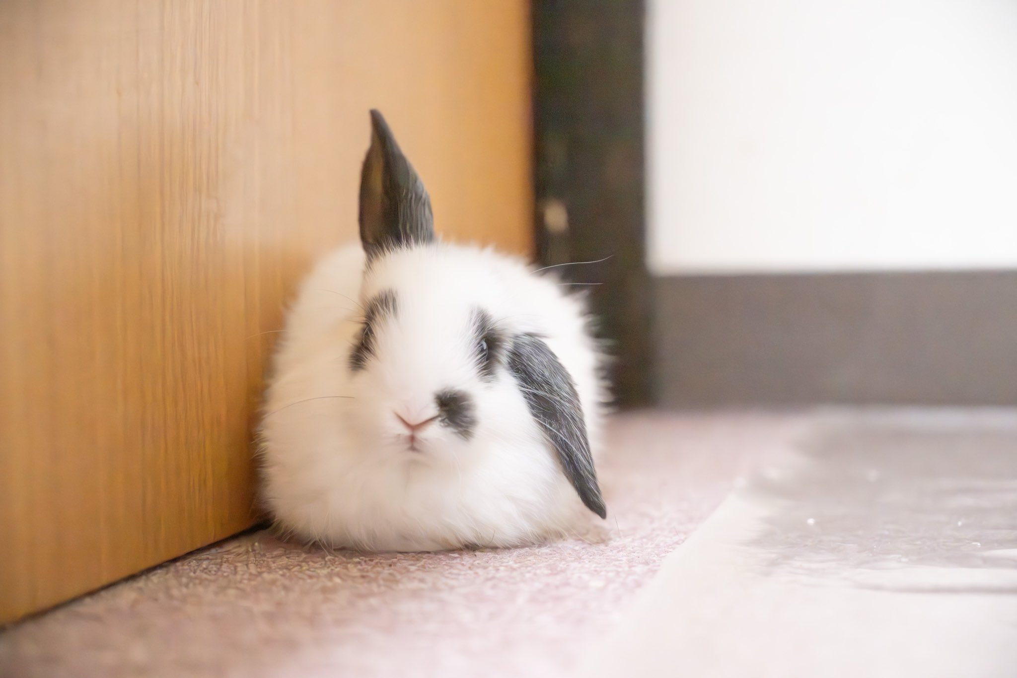 かもしか on X: 