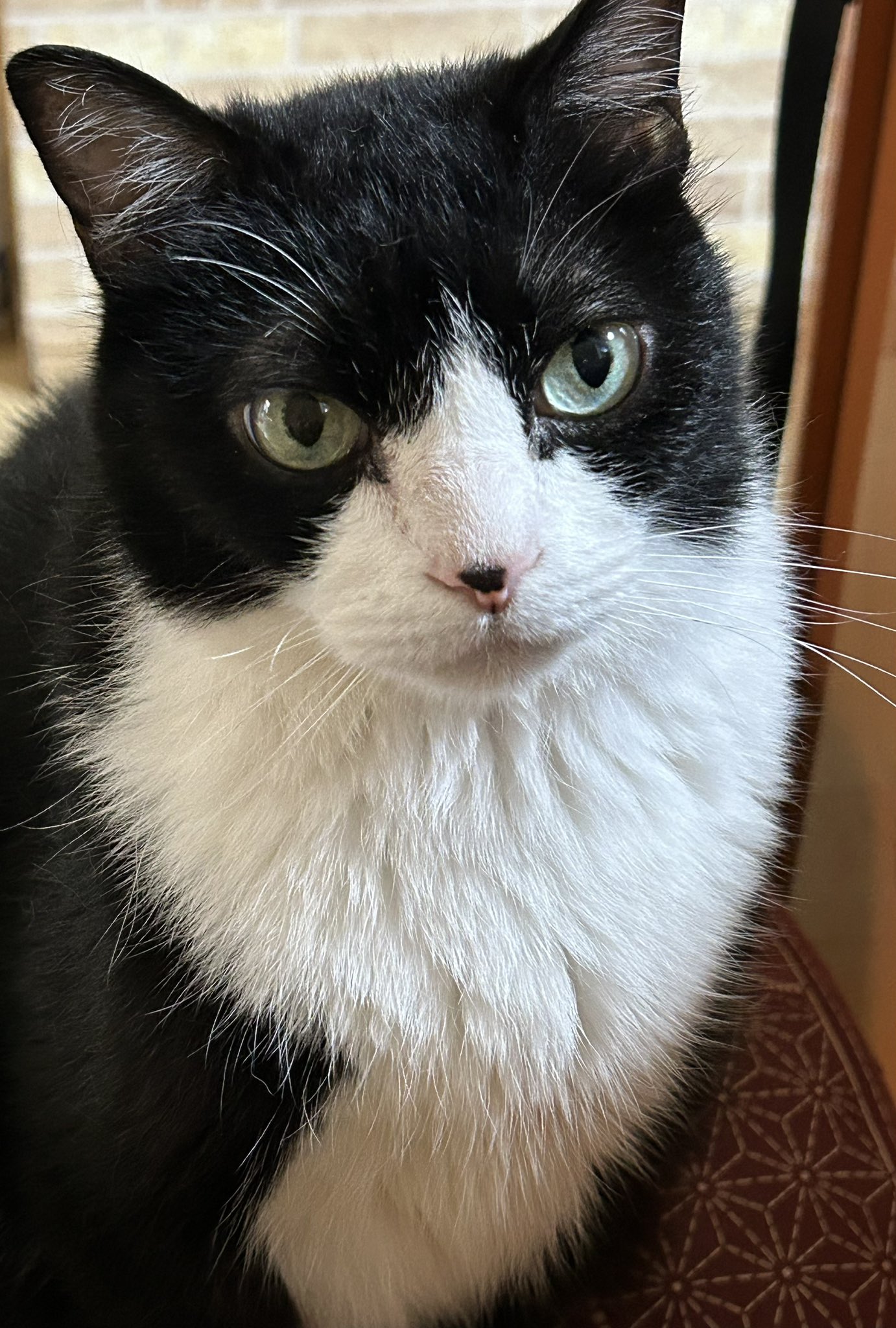 楽天市場】ねこ肯定感 抱きまくら Lサイズ みけねこのさんま