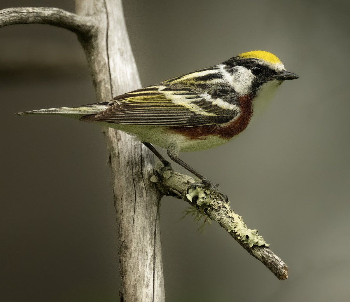 frpaulkammen's tweet image. A Chestnut Sided Warbler from Koochiching County; I liked the angle on him as it shows the chestnut side that he gets his name from. Cute little warblers nesting here for the summer. #birds #birdphotography #nature
