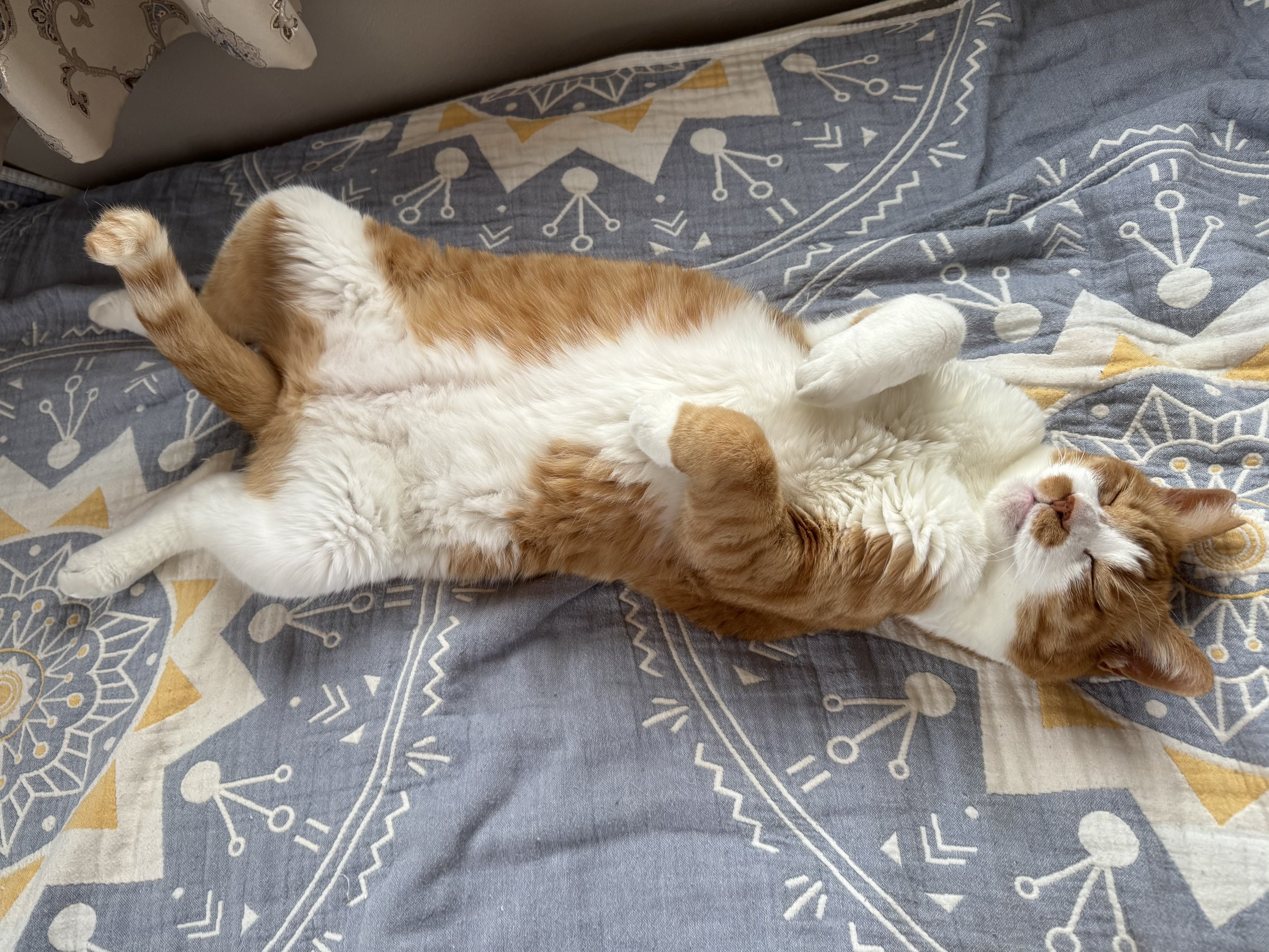 猫しば (@1223cat.bsky.social) — Bluesky
