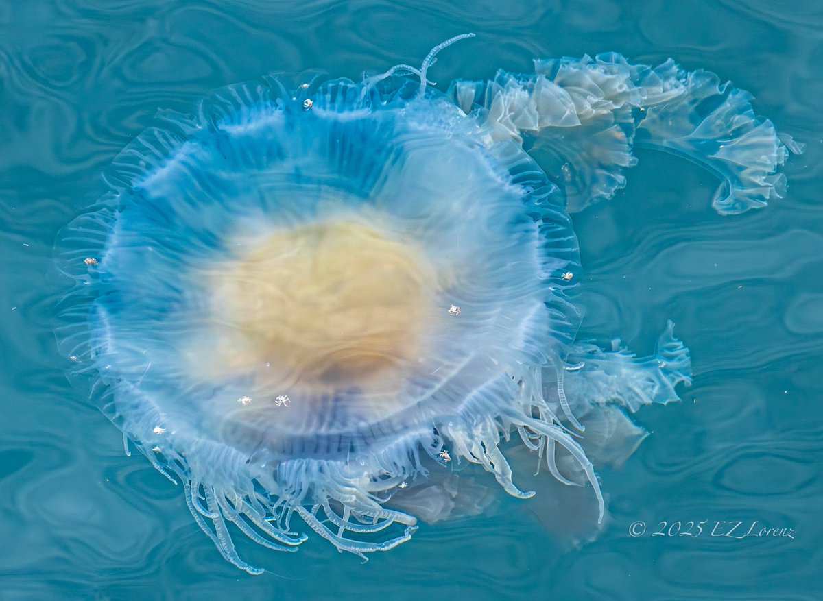 Love all the sea creatures low tide reveals.
Taken recently at the Edmonds waterfront.
<a href="/ShannonODKOMO/">Shannon O'Donnell</a> #LowTide #PugetSound #SalishSea