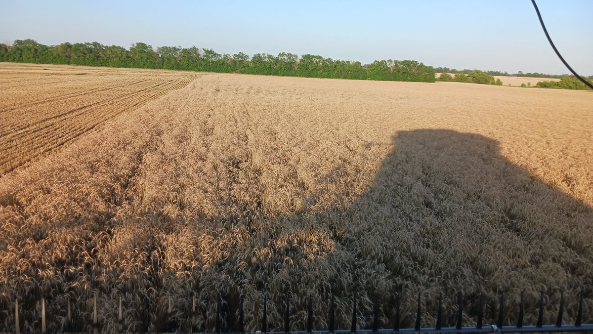 1st #wheat bin full in 2025 late this afternoon.