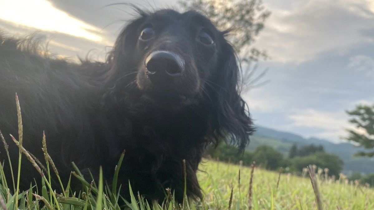 くそかわ我の天使