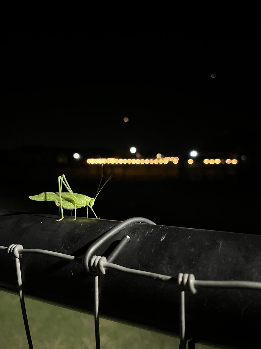 D_Chubs's tweet image. 