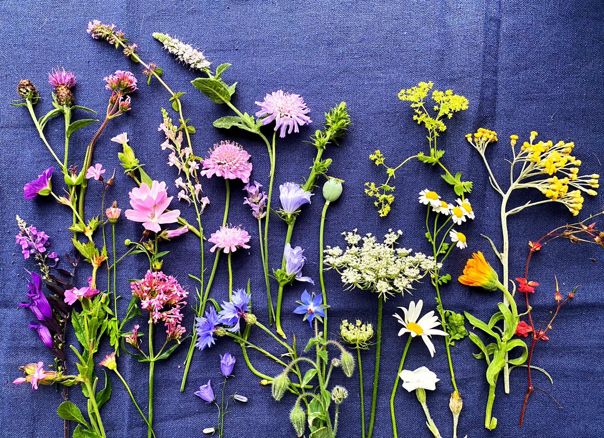 Seeing the fractal patterns of plants (even on a screen) shifts our brain activity from fight or flight to rest &amp; digest due to ancient foraging pathways that are still very active in modern humans. When we look at something we feel is beautiful our brains release dopamine,