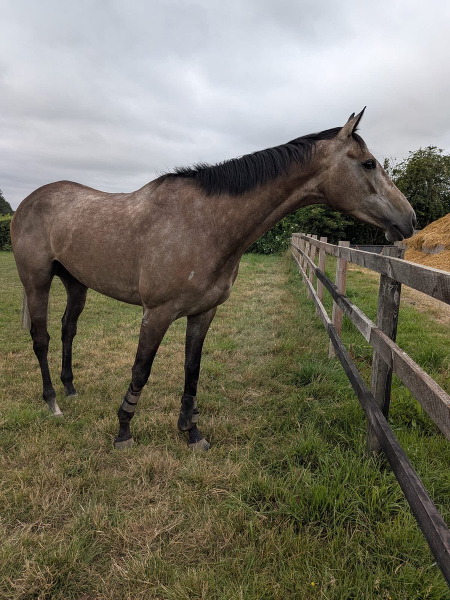 Chris Gordon Racing (@chrisgordonrac1) on Twitter photo Lakers Sport is well this morning following his promising first run yesterday
<a href="/betgoodwinuk/">BetGoodwin</a>
<a href="/EQFencing/">Equestrian Fencing </a>
<a href="/chrisgordon68/">Chris Gordon</a>
<a href="/freddie68528641/">freddie gordon</a>
<a href="/Morestead2025/">Morestead Racing Syndicates</a> Lakers Sport is well this morning following his promising first run yesterday
<a href="/betgoodwinuk/">BetGoodwin</a>
<a href="/EQFencing/">Equestrian Fencing </a>
<a href="/chrisgordon68/">Chris Gordon</a>
<a href="/freddie68528641/">freddie gordon</a>
<a href="/Morestead2025/">Morestead Racing Syndicates</a>
