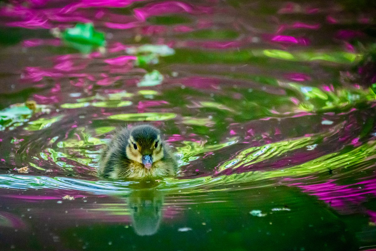 Lesley Marshall Photography tweet media