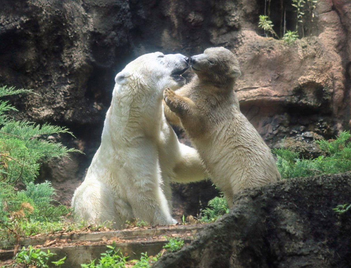 nagomi_chihiro's tweet image. 元気元気‼️🐻❄️🐻❄️🐻❄️🐻❄️
2025.6.26 #よこはま動物園ズーラシア #ホッキョクグマ #イッちゃん #ライ