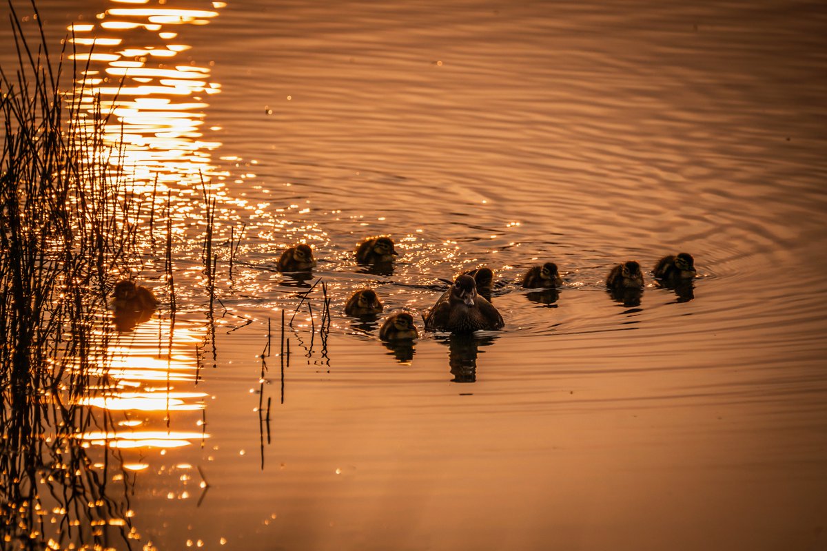 Lesley Marshall Photography tweet media