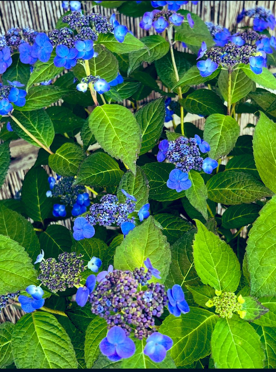 趣味の園芸 20 05 17