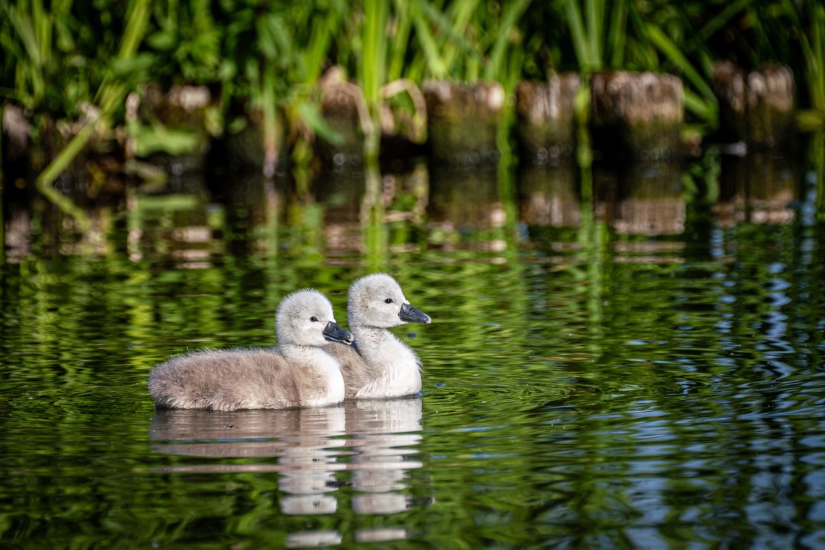 An unashamedly sentimental post to celebrate our new park Floofs! Happy Thursday everyone. 🥰