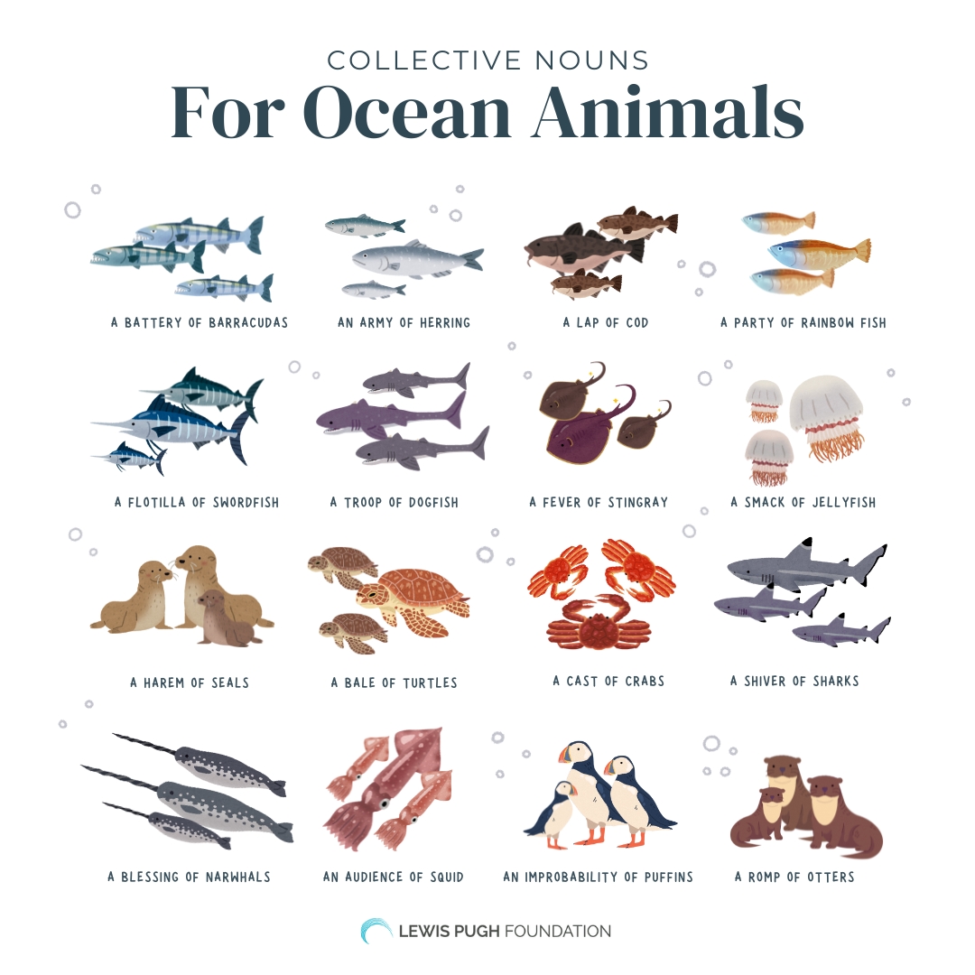 A flotilla of swordfish, a shiver of sharks or an audience of squid... Which is your favourite? 🤩👆🐡

#didyouknow #collectivenouns #animalsofinstagram #oceananimals #names #oceanlife