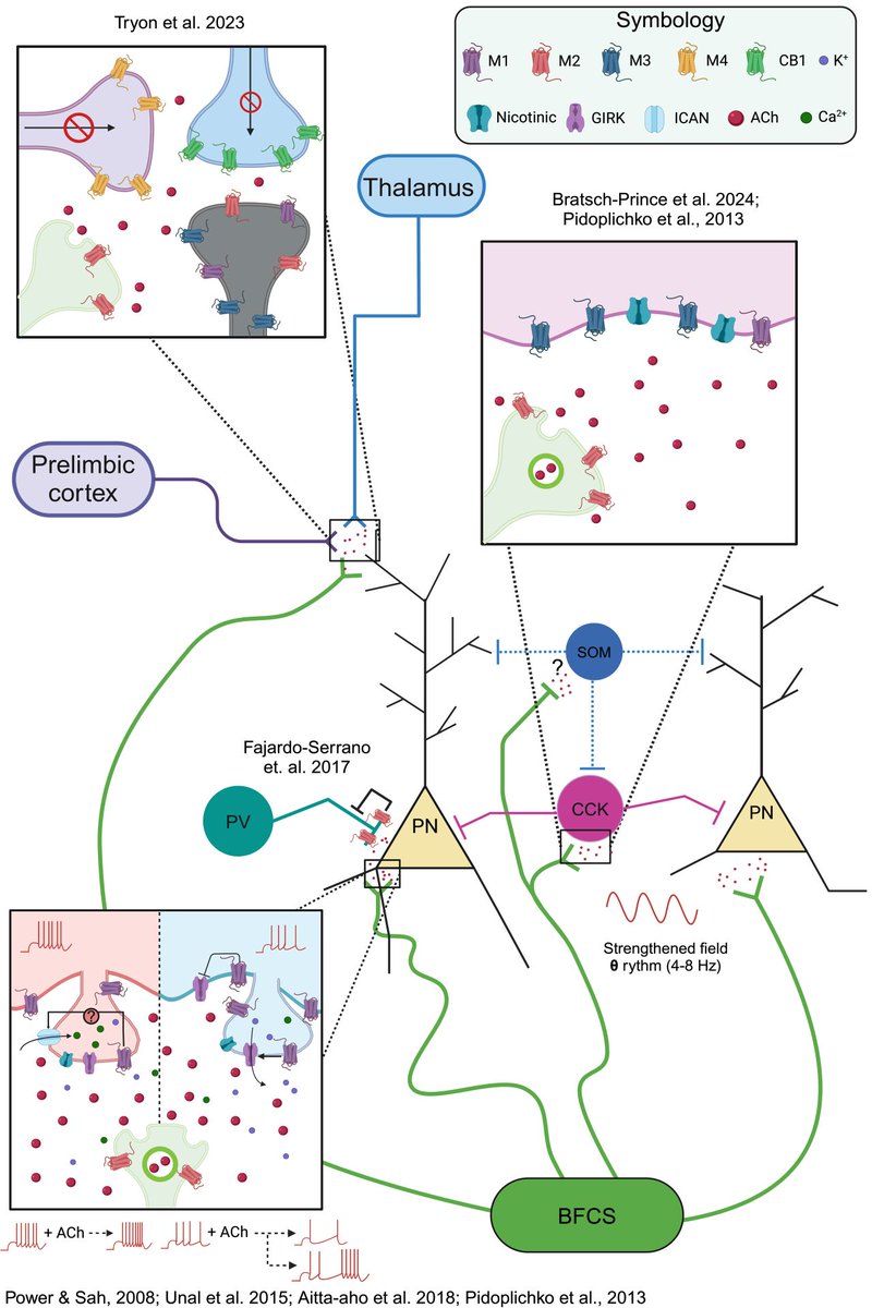 👏 Unlocking Fear Memories: How Cholinergic Signals Shape Emotional Learning

🔬New research reveals critical insights into how acetylcholine modulates emotional memory formation in the basolateral amygdala—a key hub for fear processing. This study illuminates neural mechanisms