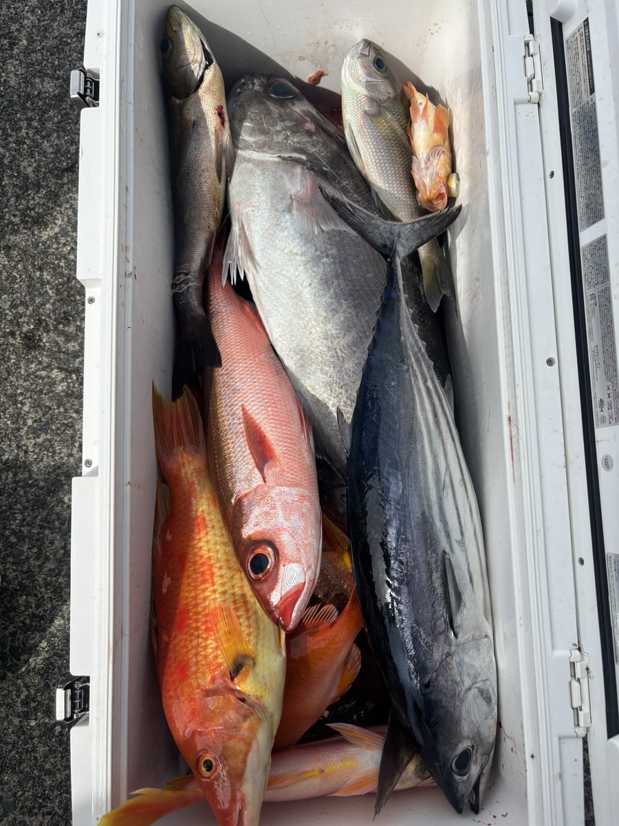 ギネス最深記録8336m】を記録した深海魚「クサウオ」とはどんな
