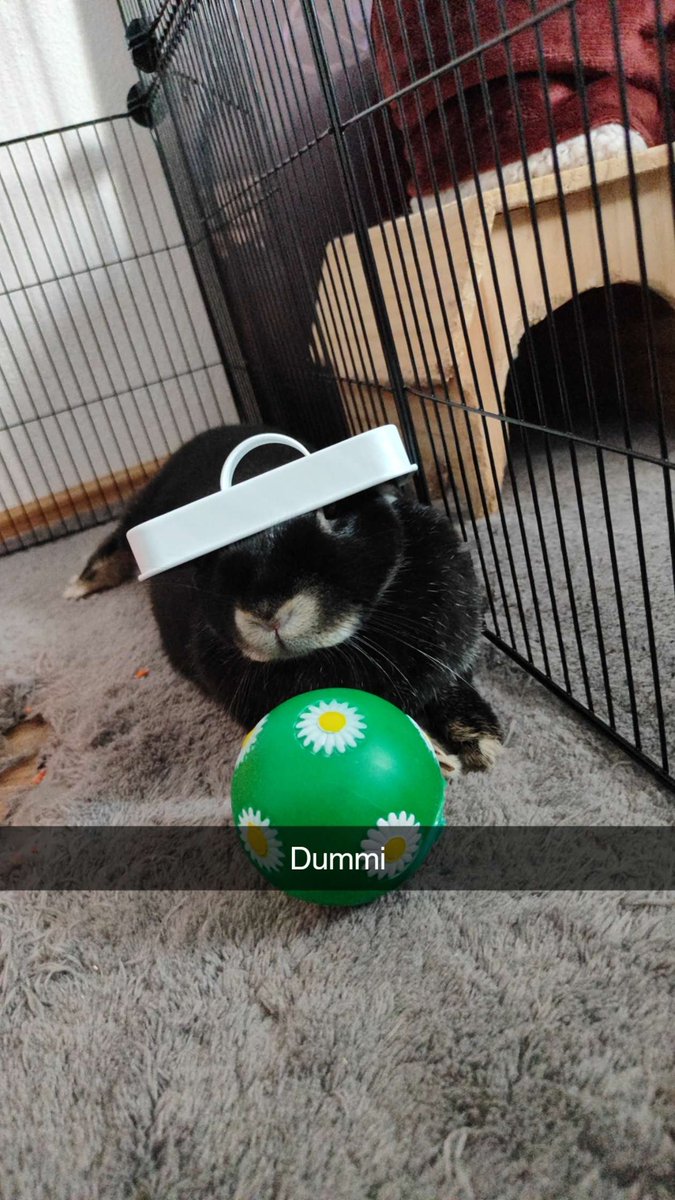 Merlin (@zauberwr) on Twitter photo 