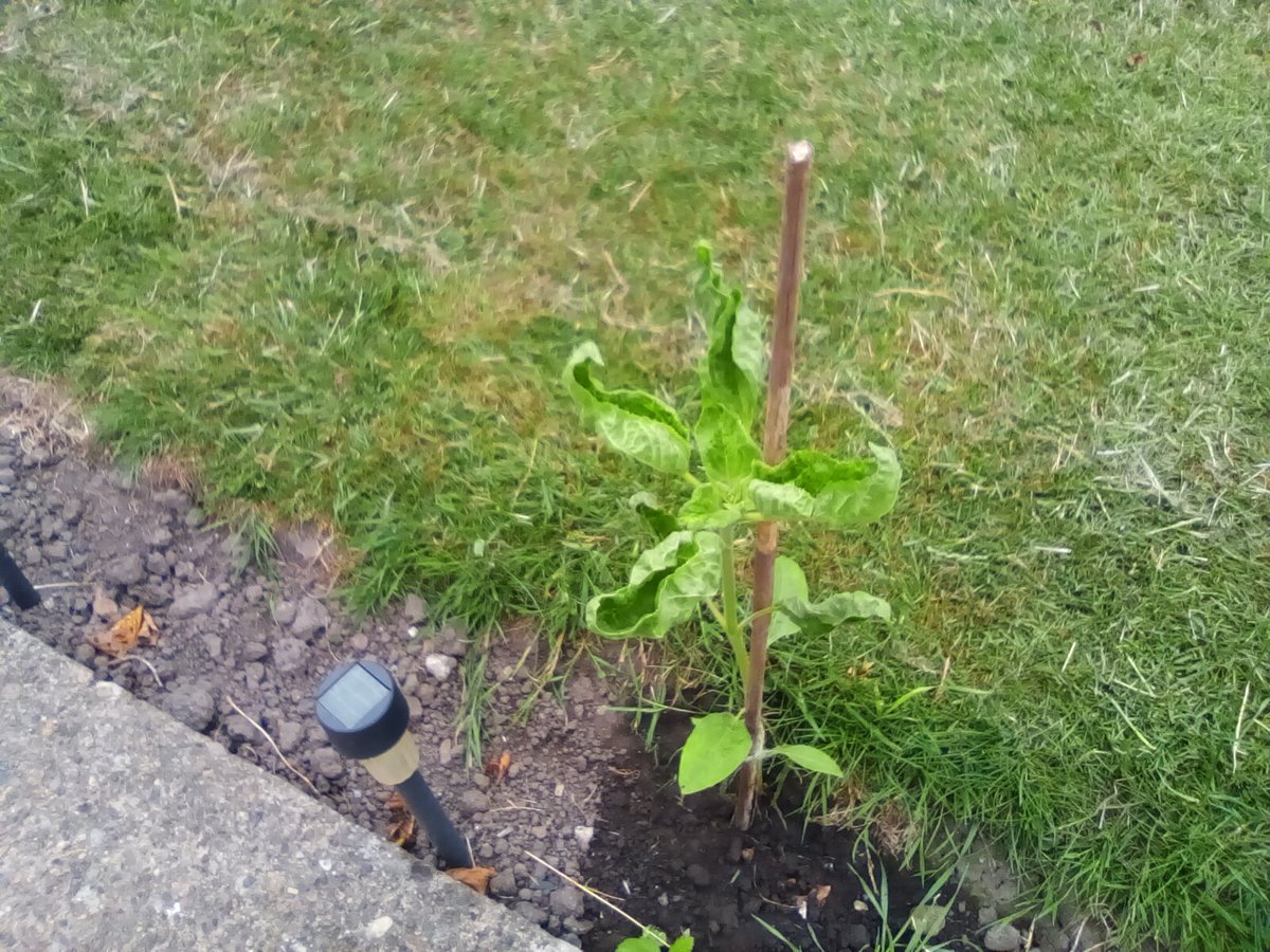 laurawattsflem1's tweet photo. #30DaysOfWild. Four sunflower which have randomly appeared.#Hedgewatch https://t.co/Ix7KsZpTWJ
