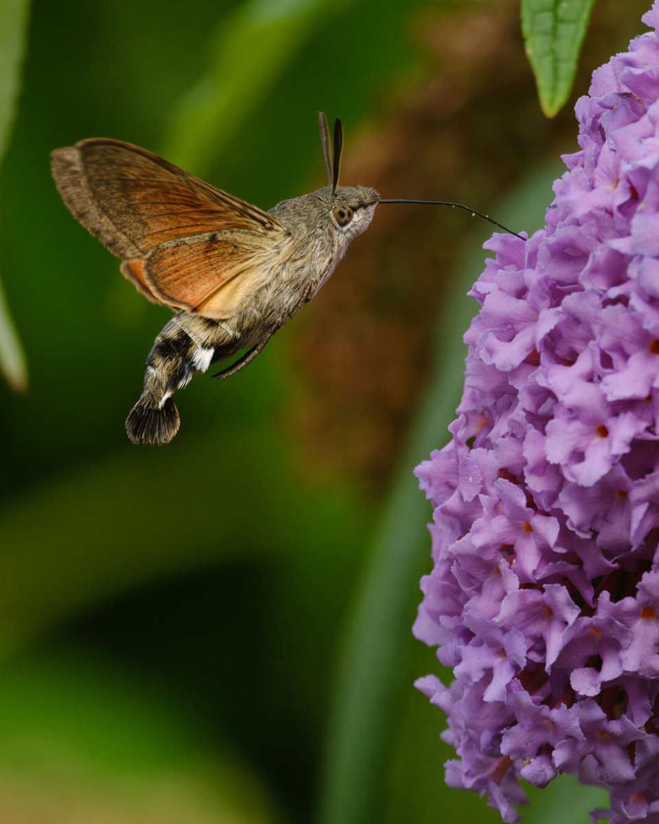 Of the 2,500 species of moth found in the UK, few come as close in splendour as the hummingbird hawk-moth.

Unlike other species of moth, they are most active in the day, feasting on nectar in a similar fashion to hummingbirds using their long proboscis.

📷 Anthony Hurren