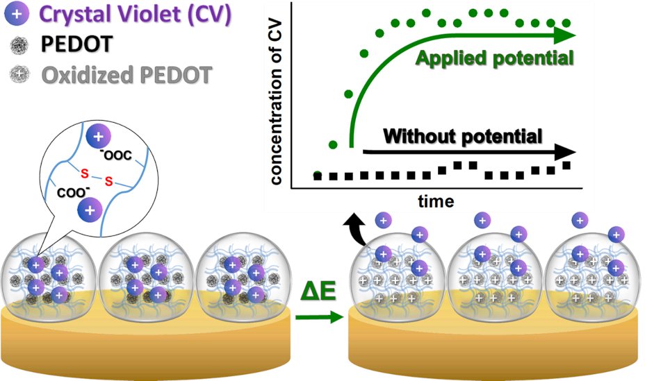 ChemistryUW (@chemistryuw) on Twitter photo A smart microgel that releases drugs on command? 💊⚡ Researchers from #UWChemistry designed an electroactive, thermoresponsive microgel on gold that enables precise, electrochemically controlled release. 🚀 Published in <a href="/ACS_AMI/">ACS Applied Materials & Interfaces</a> 👉 doi.org/10.1021/acsami… A smart microgel that releases drugs on command? 💊⚡ Researchers from #UWChemistry designed an electroactive, thermoresponsive microgel on gold that enables precise, electrochemically controlled release. 🚀 Published in <a href="/ACS_AMI/">ACS Applied Materials & Interfaces</a> 👉 doi.org/10.1021/acsami…
