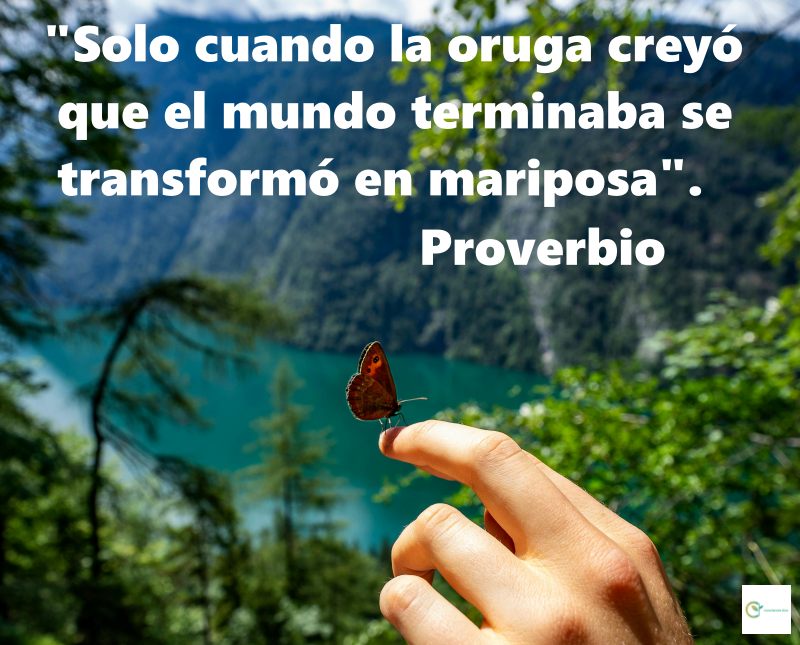 concienciaeco's tweet photo. Una reflexión para cada día:
"Solo cuando la oruga creyó que el mundo terminaba se transformó en mariposa"
#medioambiente #proverbios #mariposas #orugas #pensamiento #mente #creencia #conciencia #propósito #esperanza #comportamiento #filosofía #psicología #actitud #poder #vida https://t.co/RjiKx6Kx1v