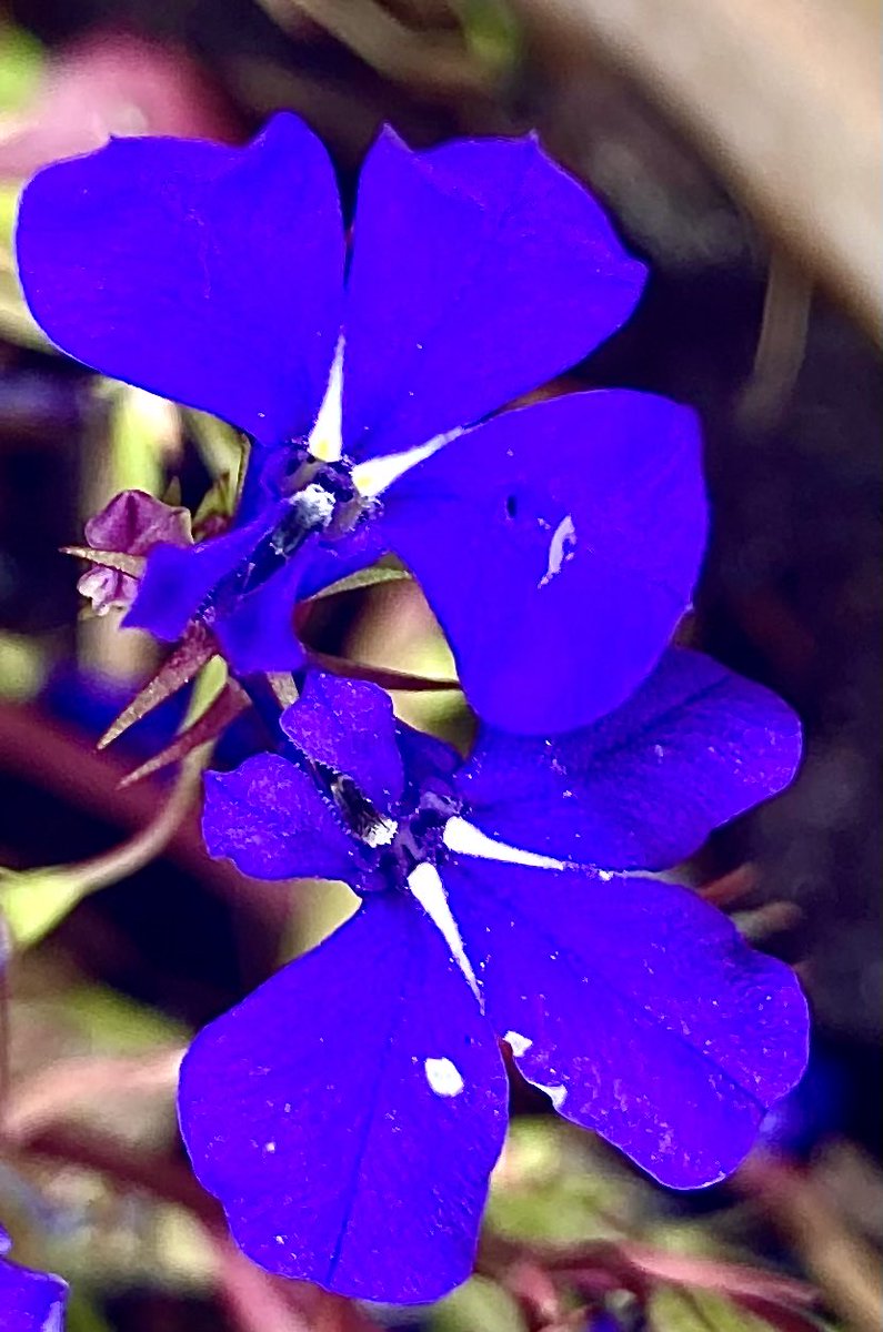 La fleur du jour, Lobélie érine