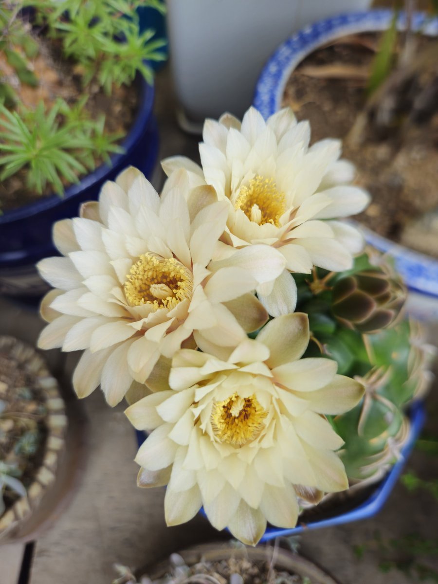 상구 이여사네
사부디(선인장을 지칭하는 할매말!)