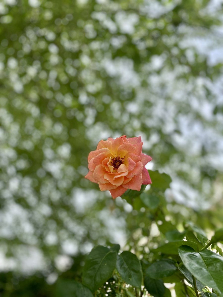 “I’ve seen a lot of beautiful things with a heavy heart.”

~ Albert Camus, A Happy Death