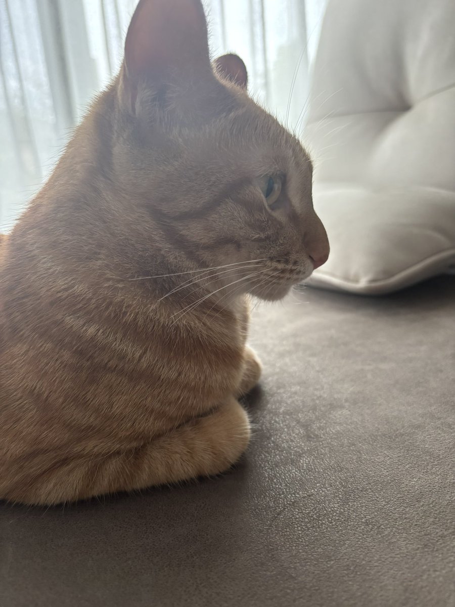 横顔も好きすぎる
#猫のいる暮らし  
#猫のいる幸せ 
#ねこ