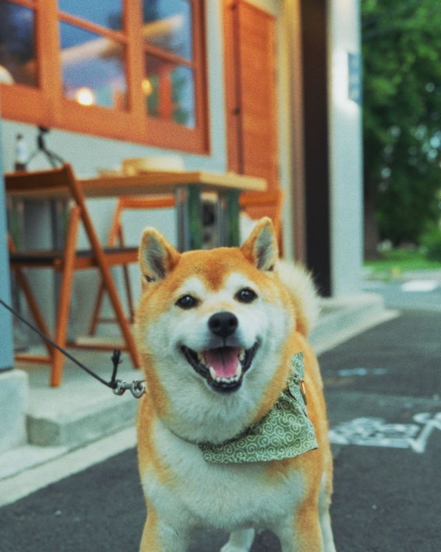 金山駅ちかくの、人気居酒屋がめっちゃワンコ大歓迎だった。
※テラスのみ
inucafe-repobu.com/article/kado
