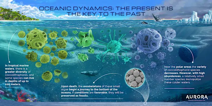 SOLAS_IPO's tweet image. The International Nannoplankton Association Foundation is crowdfunding to help young researchers & students studying calcareous nannoplankton—tiny but vital organisms for marine ecosystems & climate! 🌍🔬
🔗 Donate & learn more: indiegogo.com/projects/suppo…