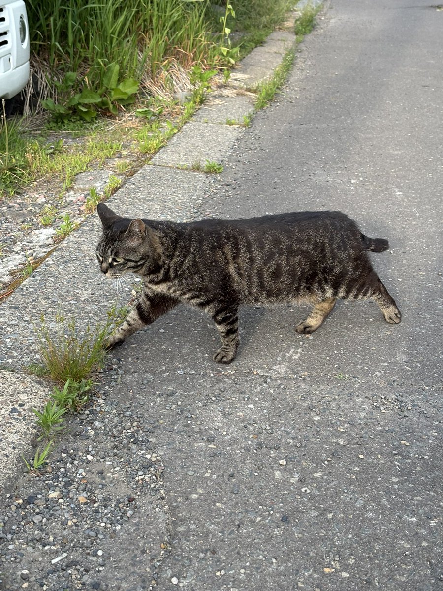 _aaaen's tweet image. ねこさんかわいいね