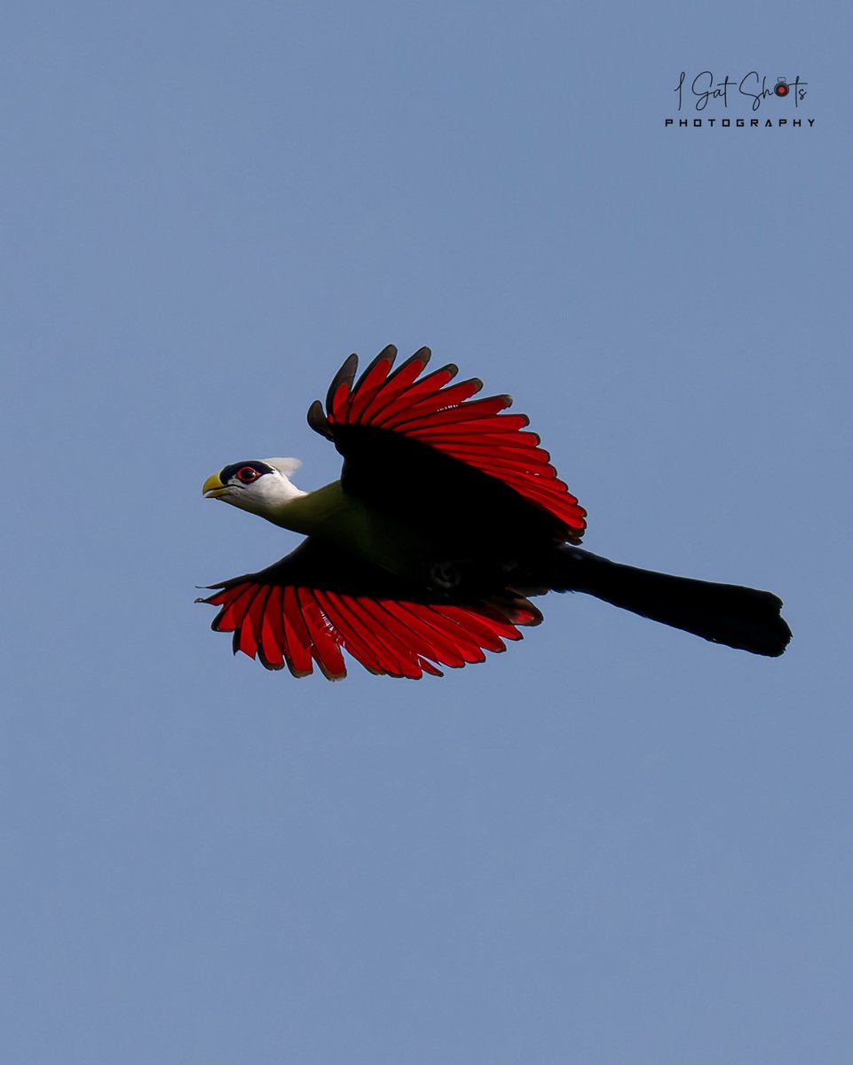 White-crested Turaco