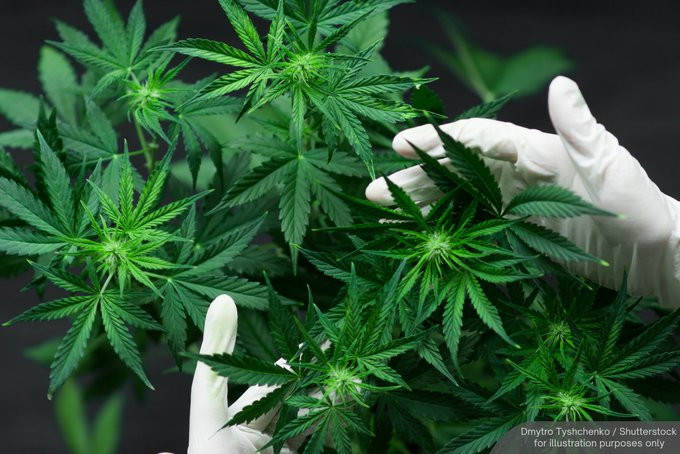 NewsBFM's tweet photo. Thailand plans to tighten cannabis regulations, reversing some of its liberal stance 3 years after decriminalising the drug.

Health minister Somsak Thepsuthin reportedly signed an order late on Tuesday (June 24) banning sales for recreational purposes.

🧵1 https://t.co/UWztodNaLp