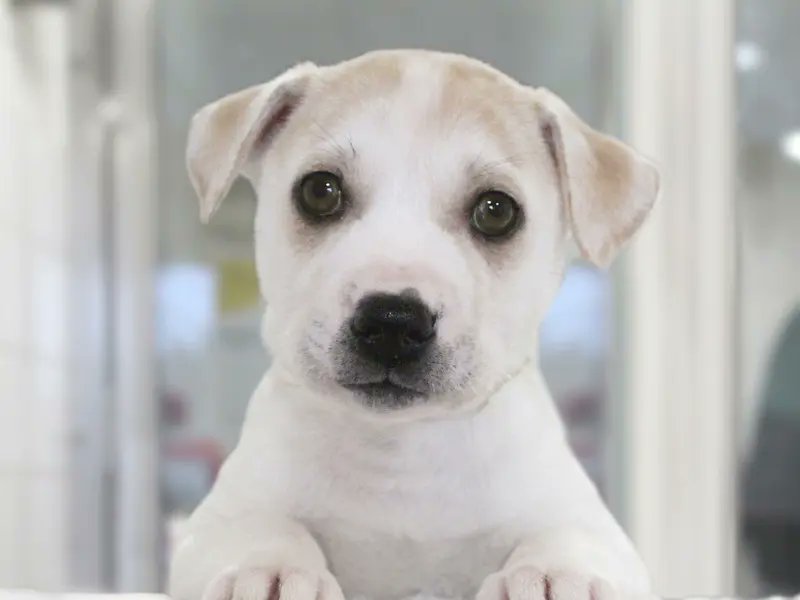 Dogs Trust Public Affairs tweet media