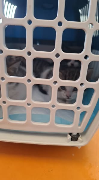 52511 Geilenkirchen Teveren
Katzenrettung Gangelt e.V. Kopie:
Wer hat heute morgen, oder nachts  etwas gesehen?
Kitten in Einkaufsbeutel ausgesetzt - Wie kann man nur so herzlos sein und Kitten mitten im Feld aussetzen 😡
ZUM STERBEN AUSGESETZT!!!!! 
Wie viele waren es ??
Wie