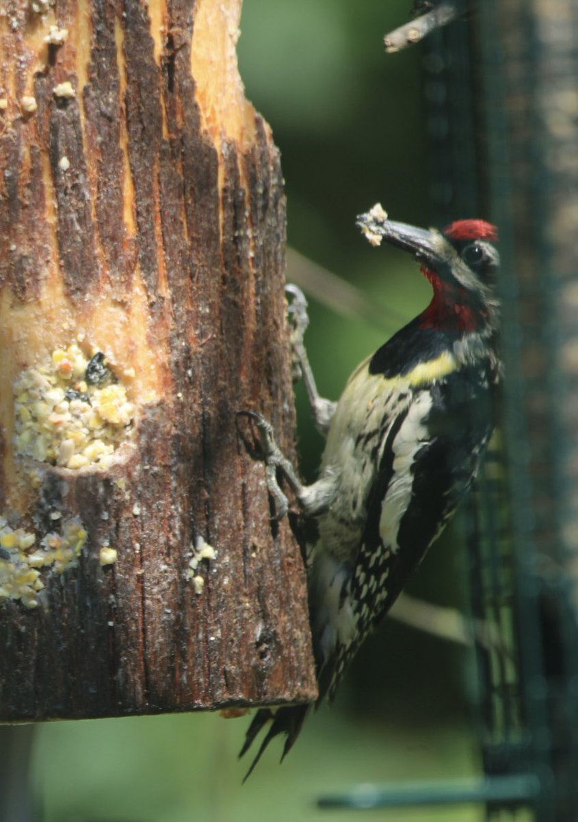 CatharineYogi's tweet photo. This Yellow Bellied Sapsucker spent lots of time gathering suet, maybe bringing it to a young one? #sapsucker #yellowbelliedsapsucker #birds #birdphotography #BirdTwitter #BirdsofTwitter #TwitterNatureCommunity #TwittedNaturePhotography β€οΈ https://t.co/dnSjkNhxU3