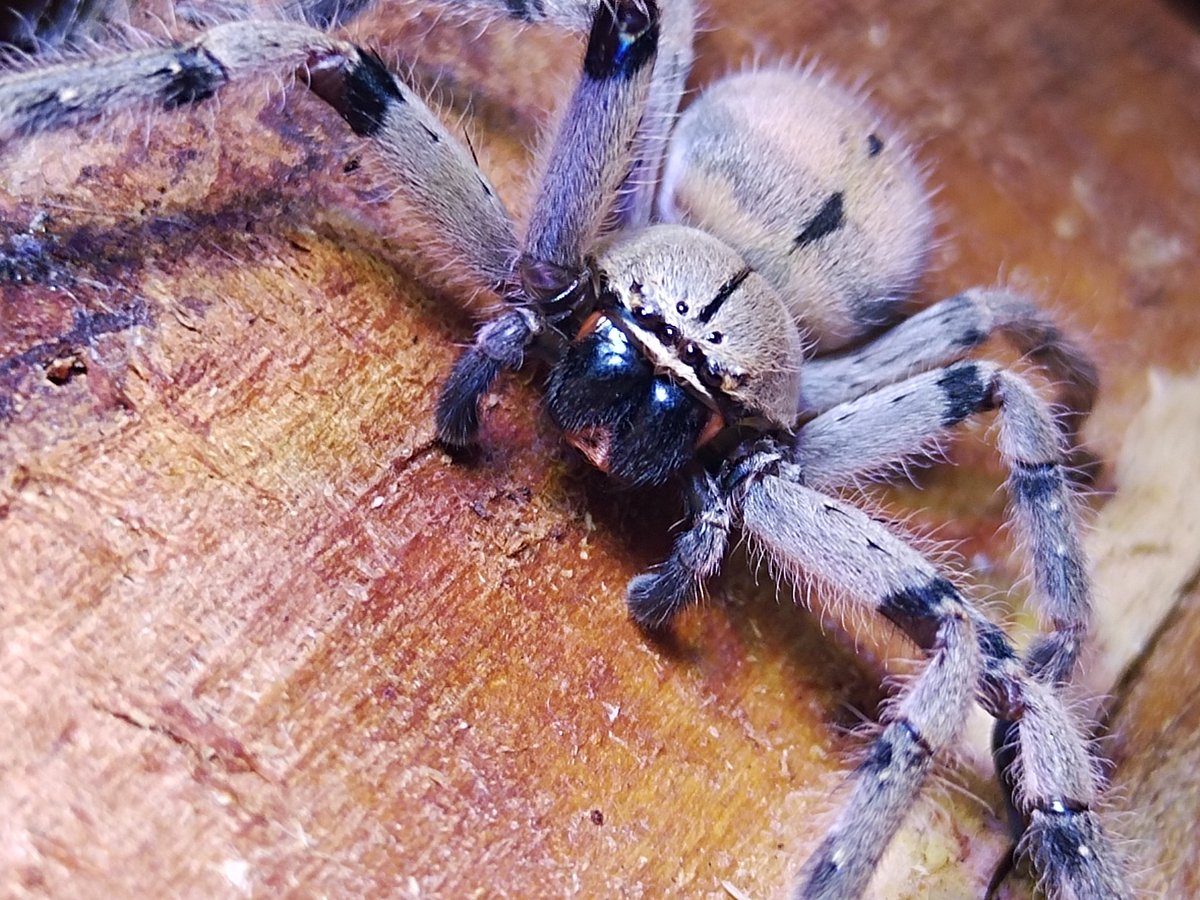 Foxxy_moth's tweet photo. Hewoo!~ everyone! It's been a while since I last posted anything, but I wanted to show you this adult pair of Olios sp. I love Huntsman spiders so much!

#Huntsman_spider #spiders #macrophotography https://t.co/061KbqO9n4