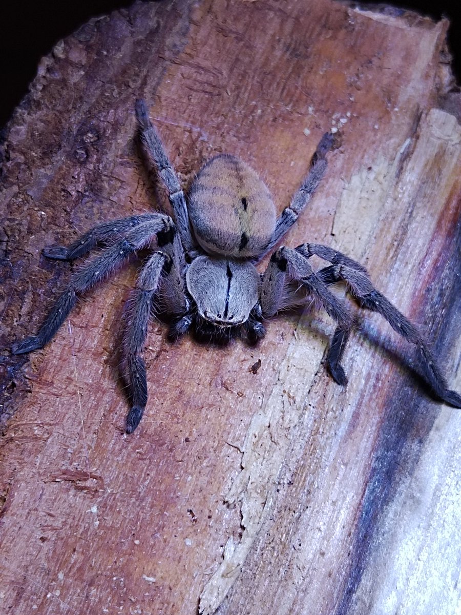 Foxxy_moth's tweet photo. Hewoo!~ everyone! It's been a while since I last posted anything, but I wanted to show you this adult pair of Olios sp. I love Huntsman spiders so much!

#Huntsman_spider #spiders #macrophotography https://t.co/061KbqO9n4