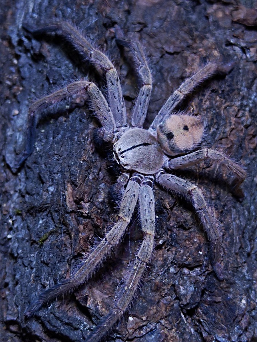 Foxxy_moth's tweet photo. Hewoo!~ everyone! It's been a while since I last posted anything, but I wanted to show you this adult pair of Olios sp. I love Huntsman spiders so much!

#Huntsman_spider #spiders #macrophotography https://t.co/061KbqO9n4
