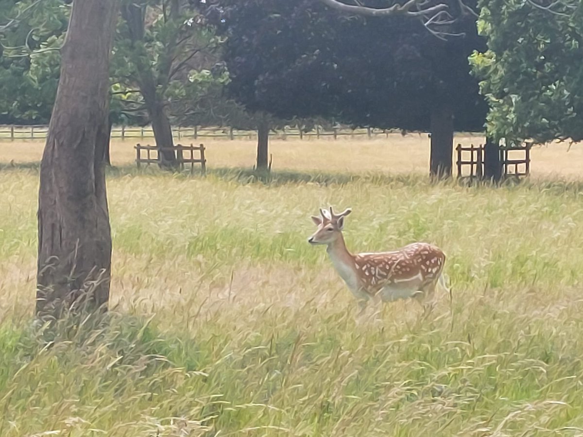 LambleyWi's tweet photo. Day26 #30DaysWild A few from a walk around #WollatonPark. @WomensInstitute @30DaysWild @NottsFedWI https://t.co/eTOIrbW43S