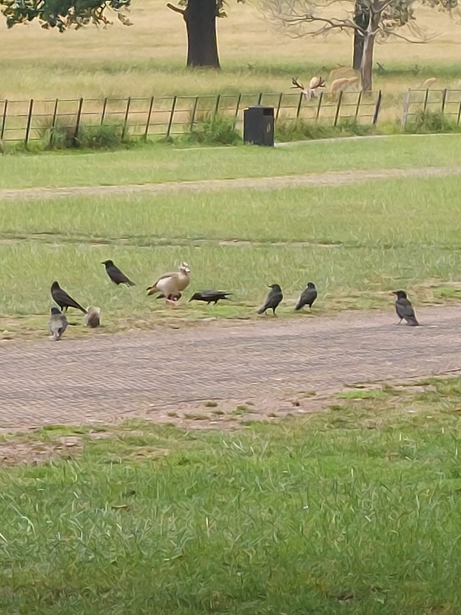 LambleyWi's tweet photo. Day26 #30DaysWild A few from a walk around #WollatonPark. @WomensInstitute @30DaysWild @NottsFedWI https://t.co/eTOIrbW43S