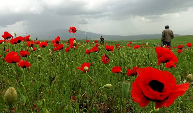 🌺 Toros Dağları’nda Gelincik Güzelliği
Doğanın kalbinde, Toroslar’ın eteklerinde açan gelincikler…
Kırmızıya bürünen yaylalar, huzurun ve baharın en güzel hali 🌿
#TorosDağları #GelincikZamanı #DoğaHarikası #MersinDoğası #YaylaGüzelliği #Doğaylaİçİçe #BaharManzarası #Keşfet