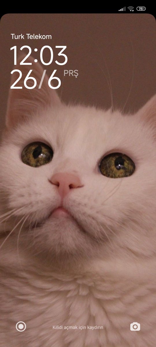 dilberay litoris (@dlbryltrs) on Twitter photo 