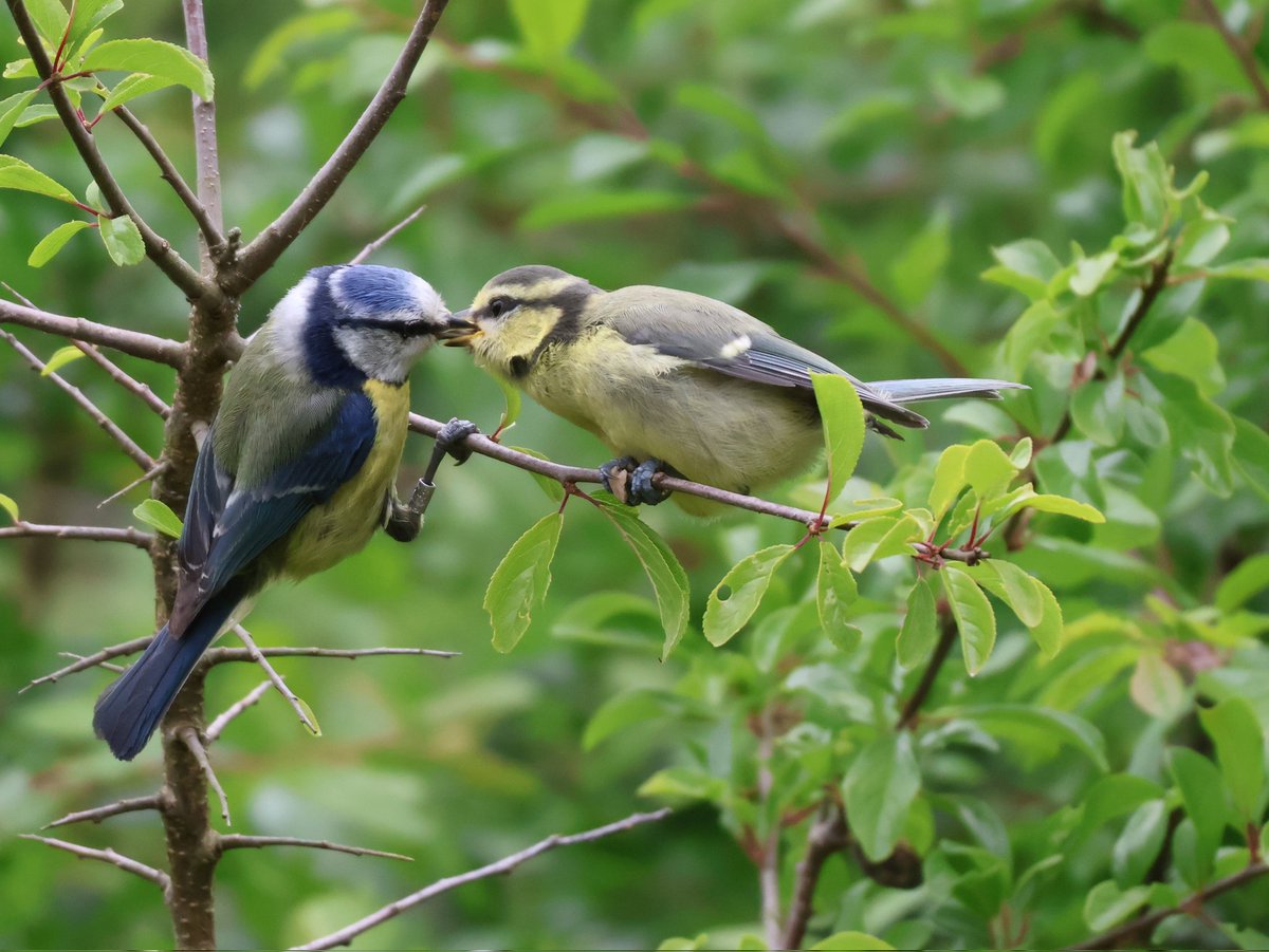 Janet Parker (@parkerjanet637) on Twitter photo #birdphotography #birds #wildlife <a href="/Natures_Voice/">RSPB</a> <a href="/RSPBbirders/">RSPB Birders</a> <a href="/Britnatureguide/">The British Nature Guide</a> <a href="/FindNatureNow/">Find Nature</a> <a href="/NatureUK/">NatureUK</a> #birdphotography #birds #wildlife <a href="/Natures_Voice/">RSPB</a> <a href="/RSPBbirders/">RSPB Birders</a> <a href="/Britnatureguide/">The British Nature Guide</a> <a href="/FindNatureNow/">Find Nature</a> <a href="/NatureUK/">NatureUK</a>